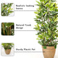 Ficus Harmony, Artificial Plant