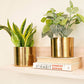 Mini Table Top Planter set of 2