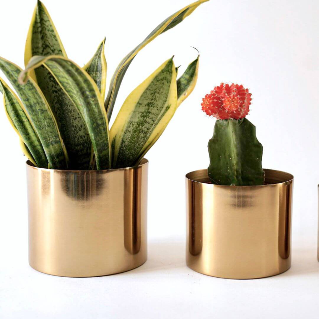 Mini Table Top Planter set of 2