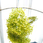 Baby's Breath Bouquet, Green (Faux flowers) - Behoma