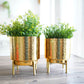 Golden Metal Planter Set